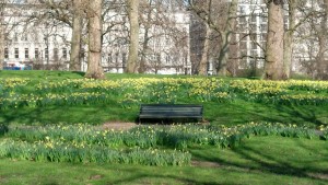 bench in the green park