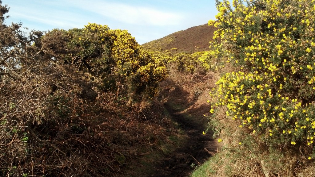 Path in Howth