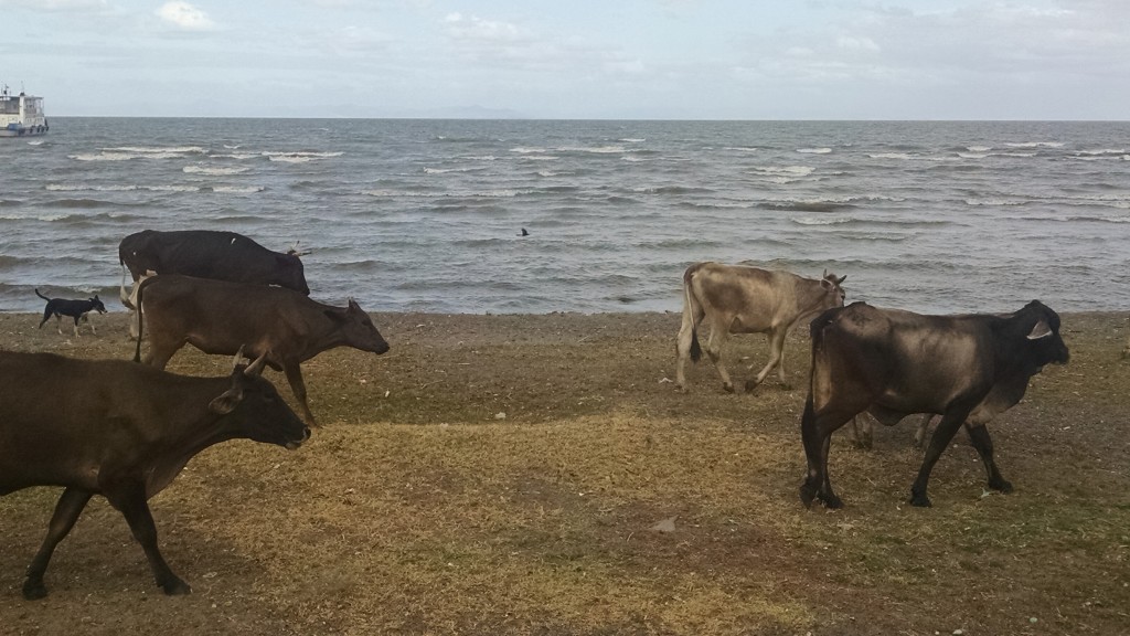 Cows on the beach