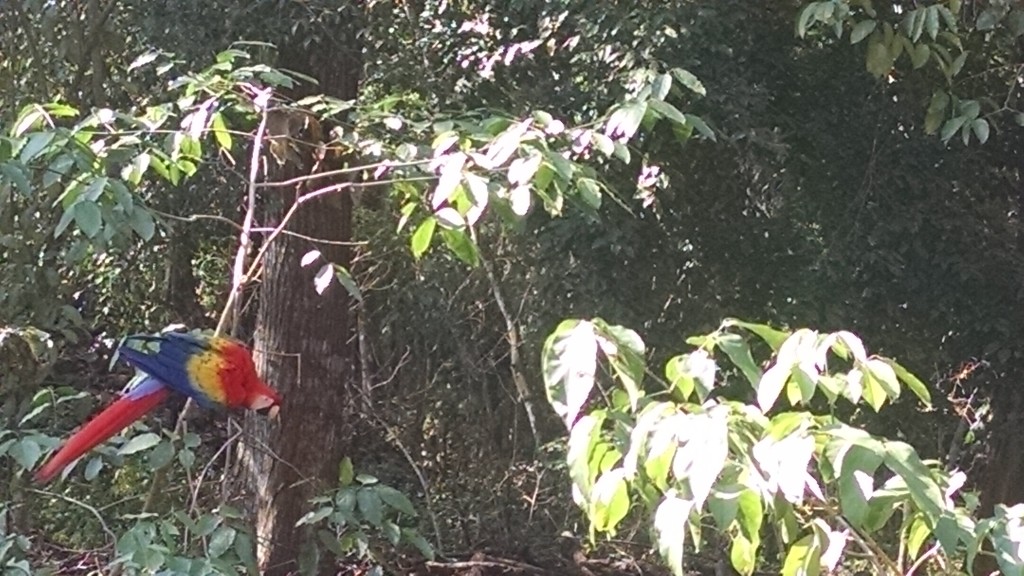 Macaw sanctuary