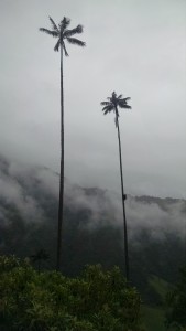 Cocora Valley - Salento, Colombia