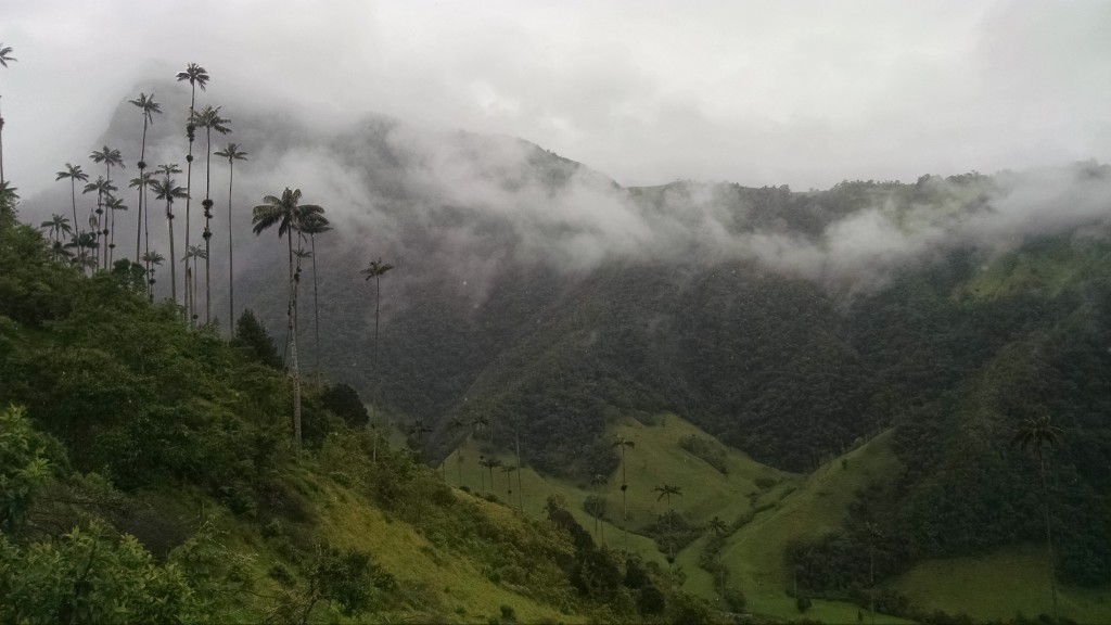 Cocora Valley - Salento, Colombia