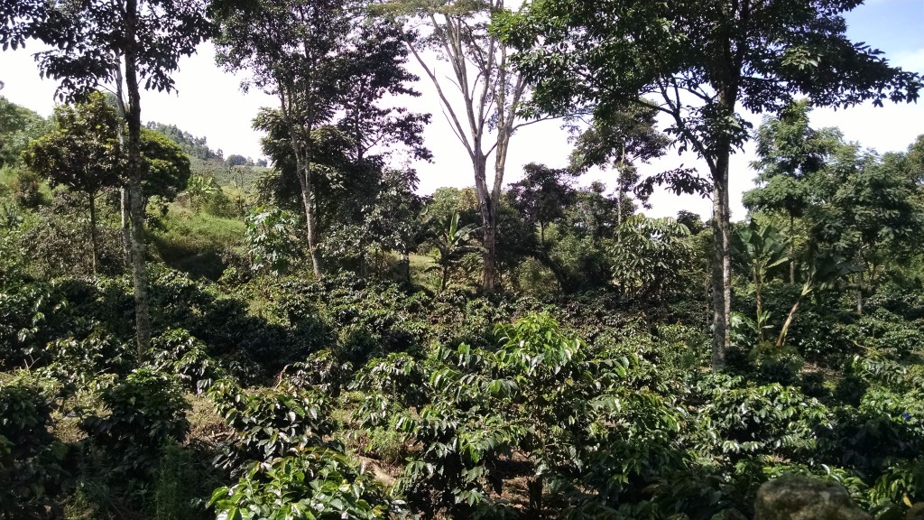 Coffee farm in Salento, Colombia