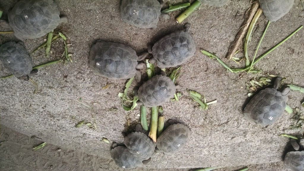 Tortoises at Centro de Crianza Arnaldo Tupiza