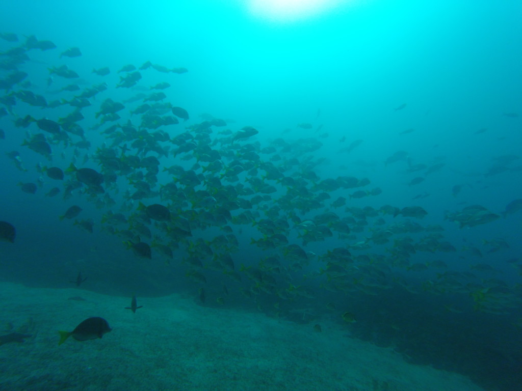 Diving with Fish in Galapagos