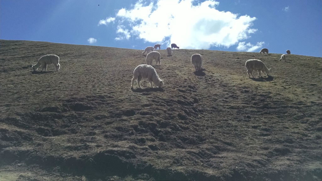 Sheep and Alpacas at Rainbow Mountain, Peru