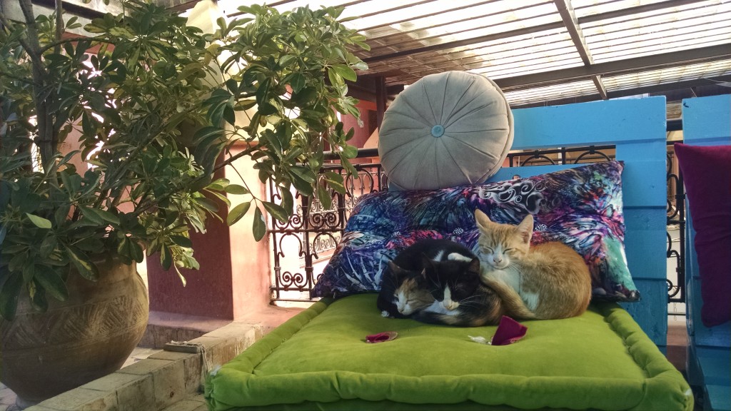 Cats at the Hostel
