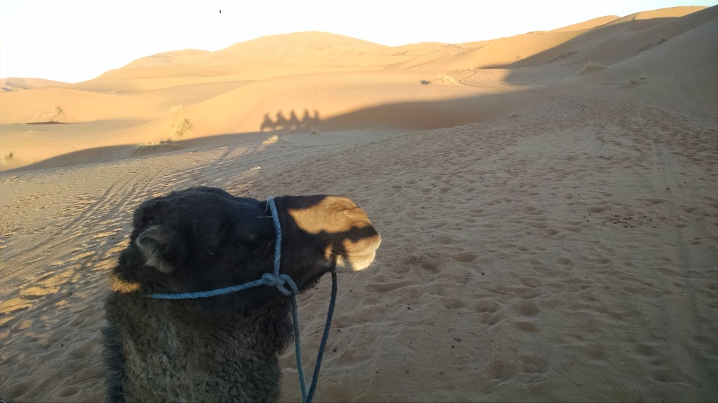 Camel in Merzouga